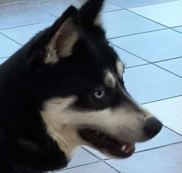 Photo of Gunny/Maui