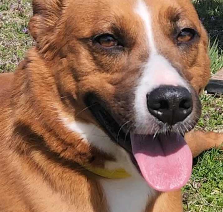 Photo of ROCKY