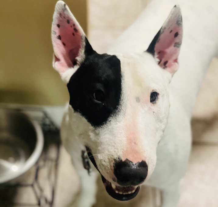 Photo of Pancho