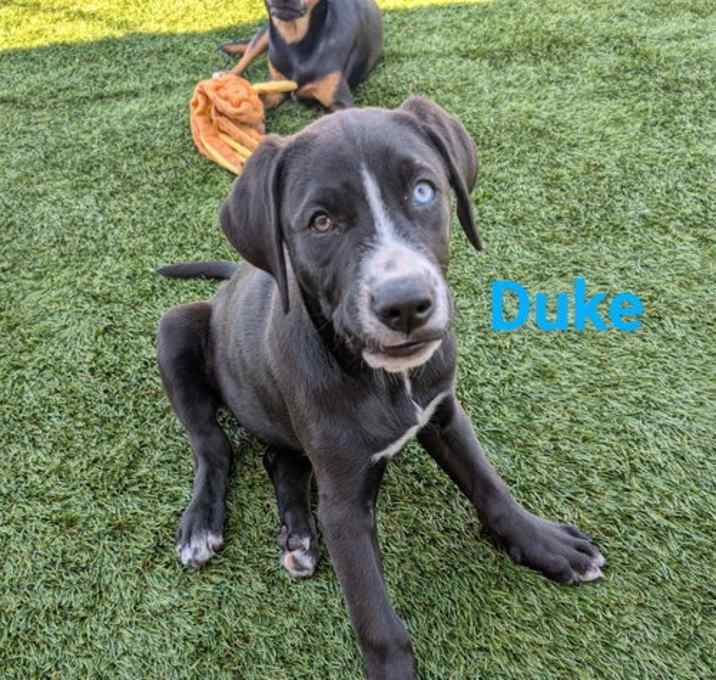 Photo of Duke