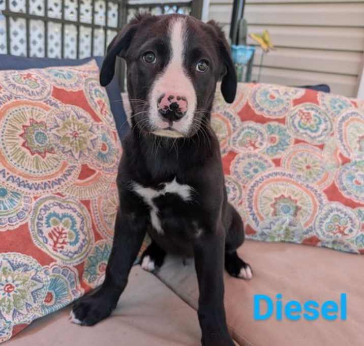 Photo of Diesel