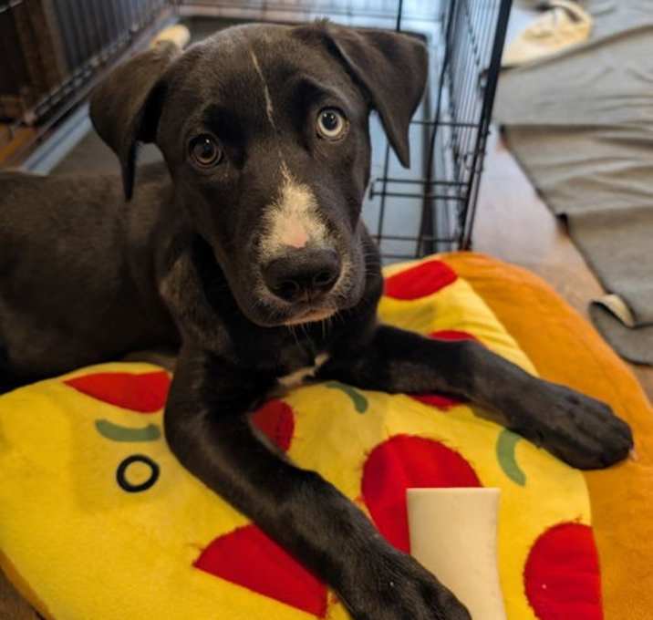 Photo of Dahlia