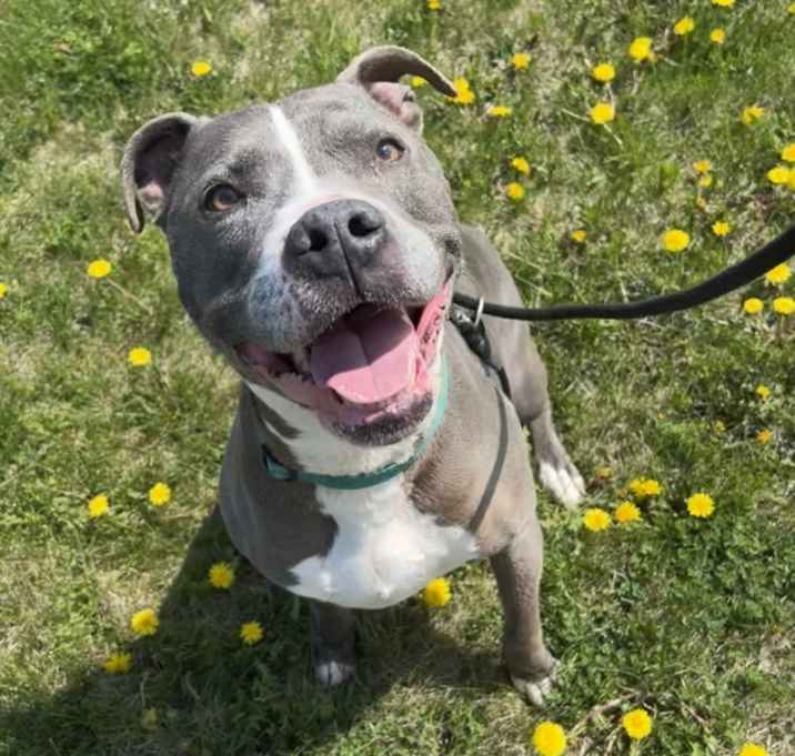 Photo of Atlas