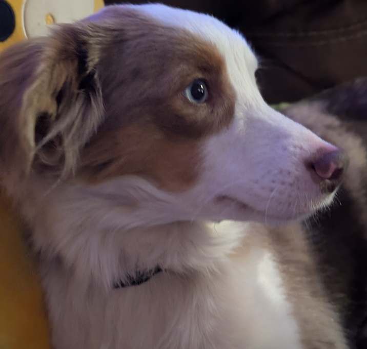 Photo of Buddy