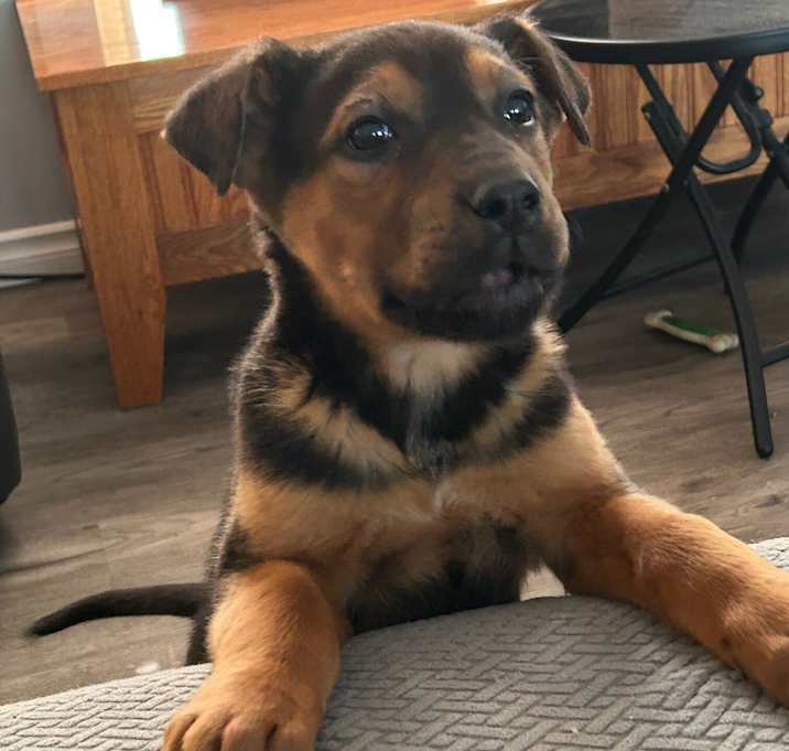 Photo of Rolo