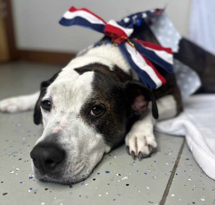 Photo of SONNIE - Senior Sweetheart ~ $0 Adoption Fee!