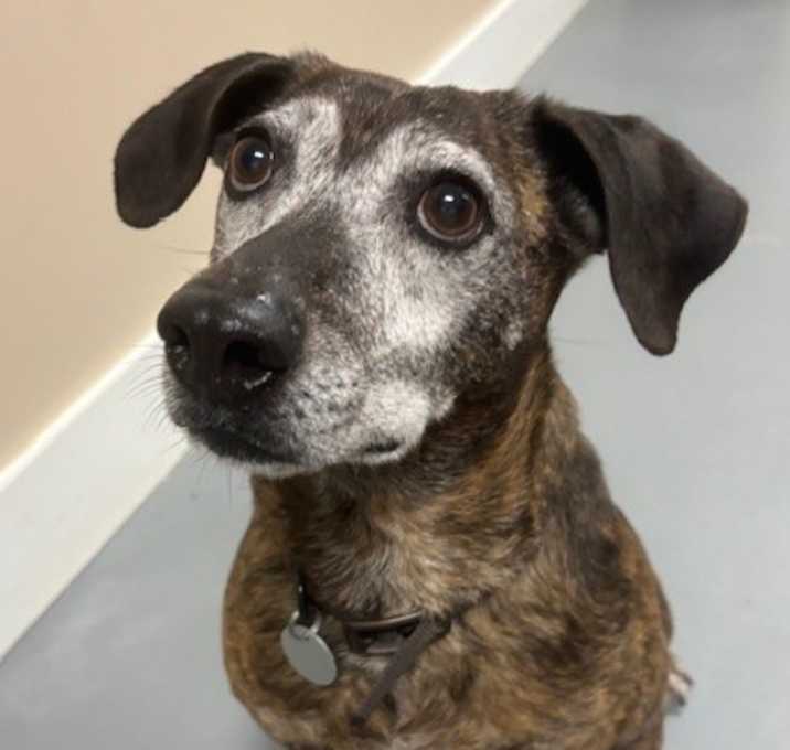 Photo of Chester