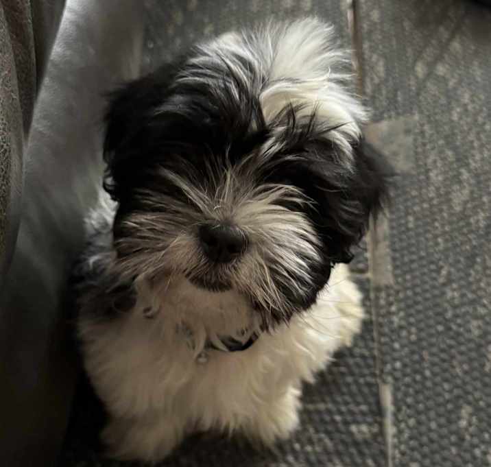 Photo of Frankie