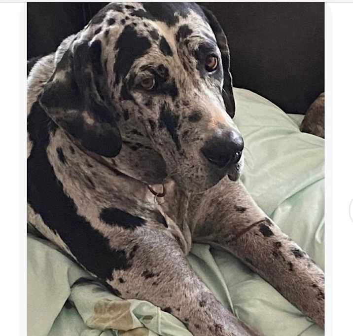Photo of Honey