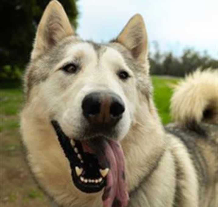 Photo of BALTO