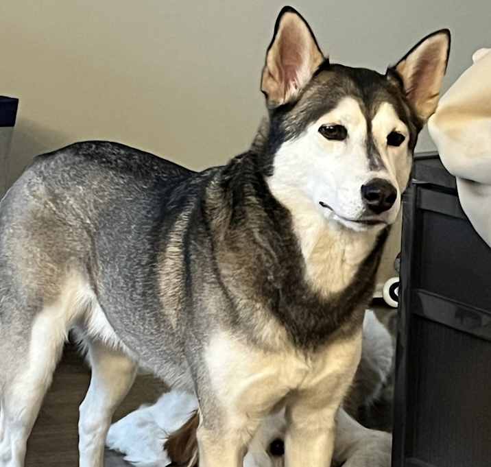 Photo of Harvey