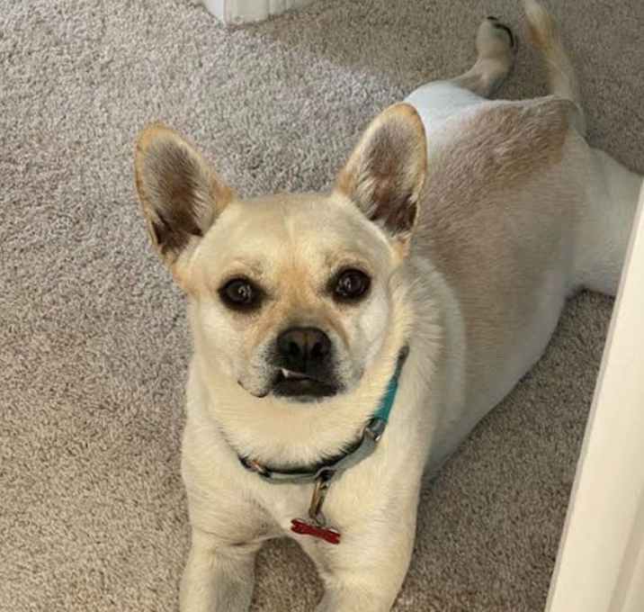 Photo of Mochi