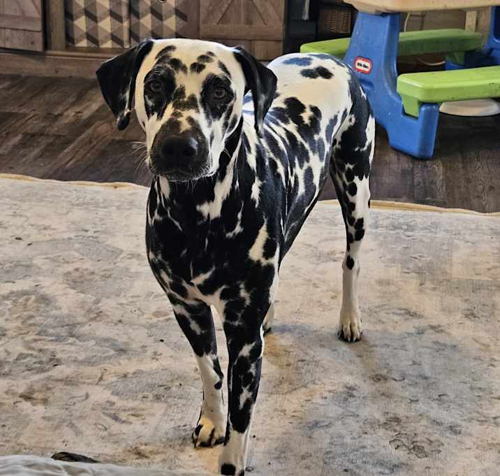 Photo of Piper