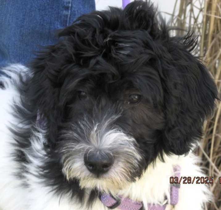 Photo of Silver