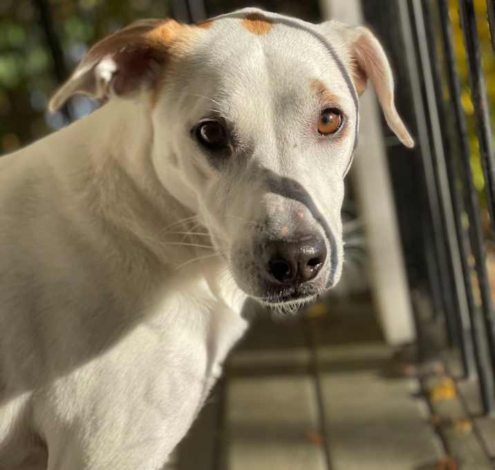 Photo of Harley