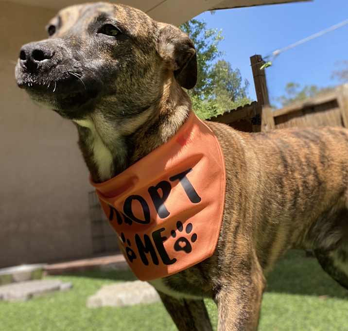 Photo of Buddy