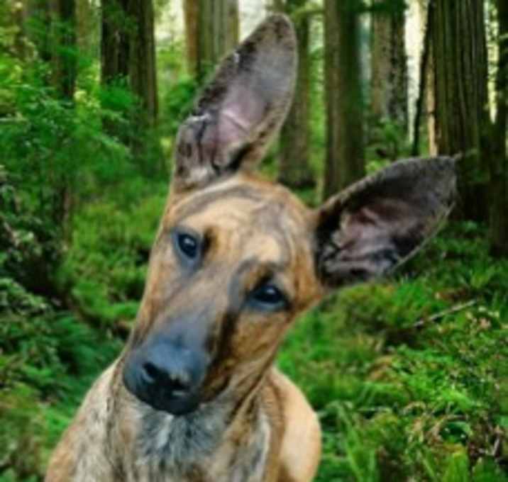Photo of Molly