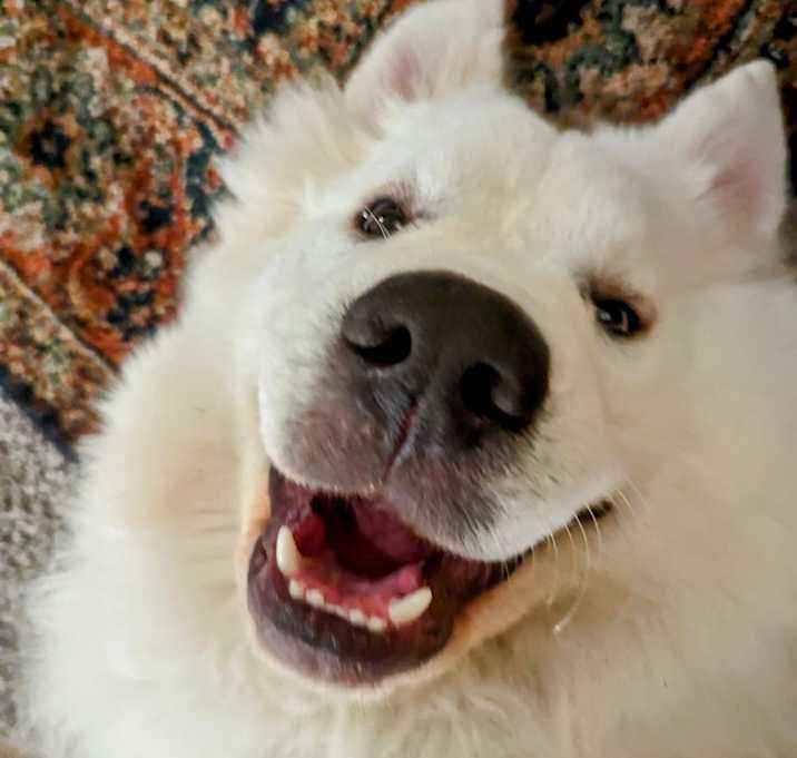 Photo of Walter