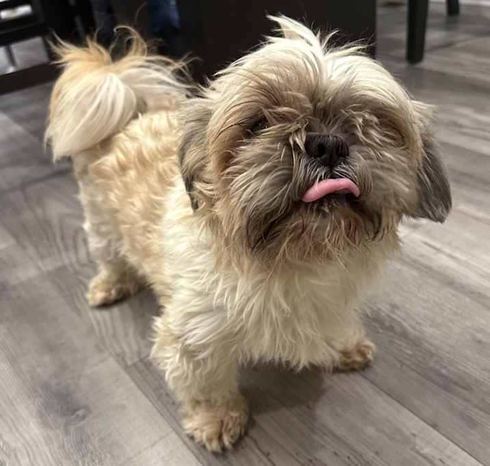 Photo of Fluffy