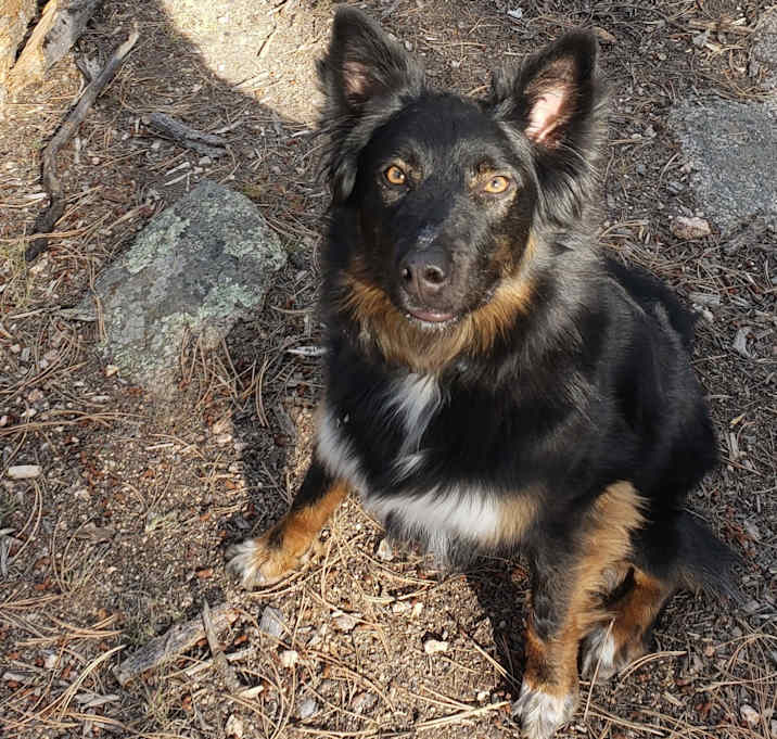 Photo of Diefenbaker