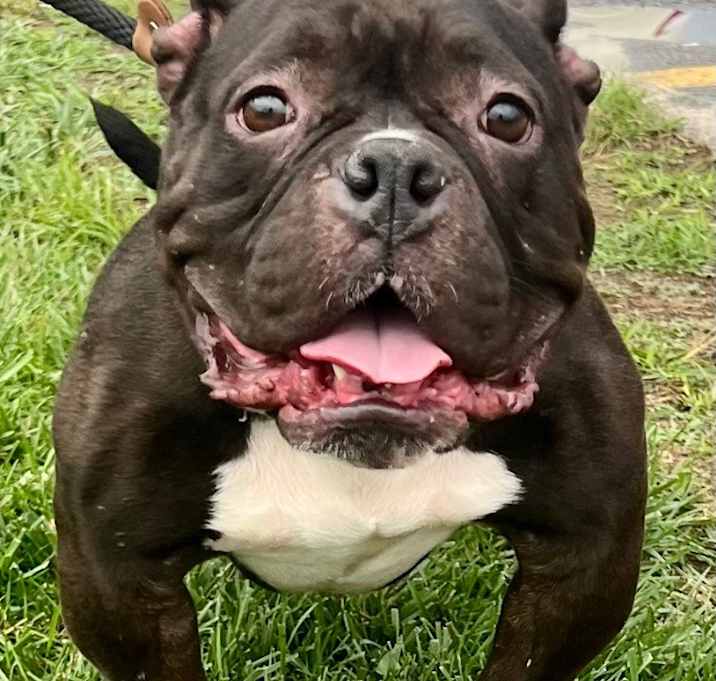 Photo of TRIXIE