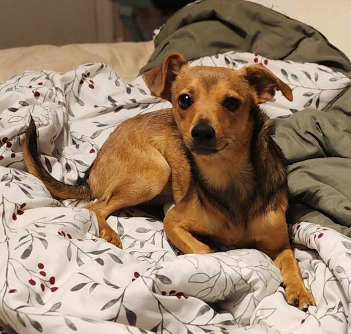 Photo of Chip