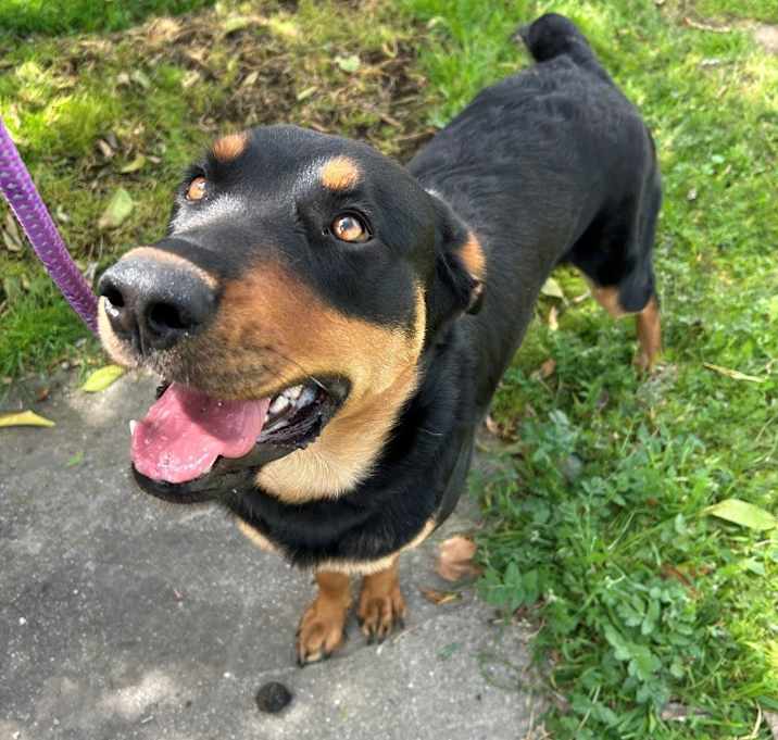 Photo of Lucky