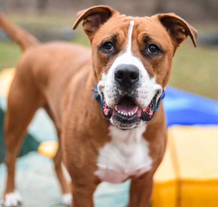 Photo of Meatball
