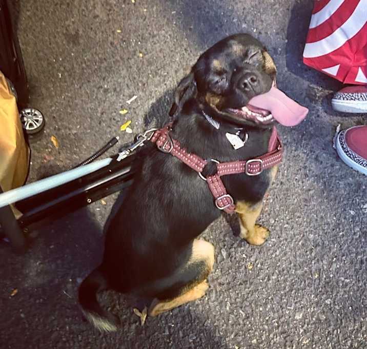 Photo of Pookie