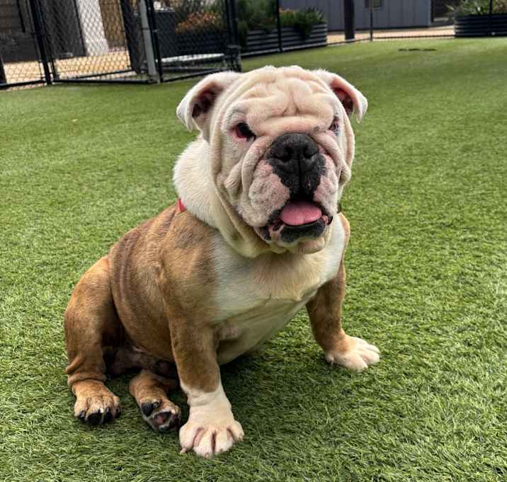 Photo of ROLLIE POLLIE-A2165678