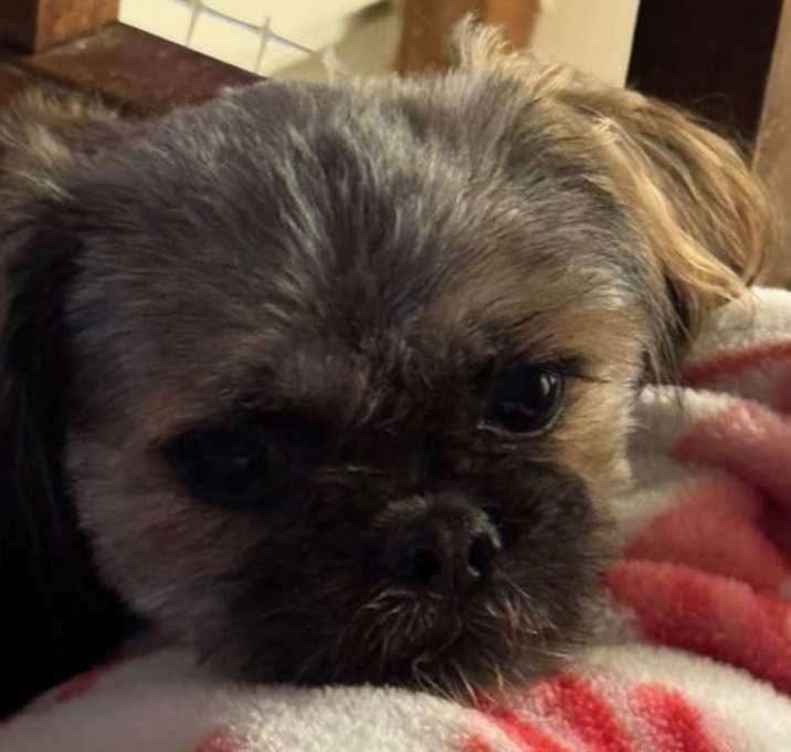 Photo of Missy