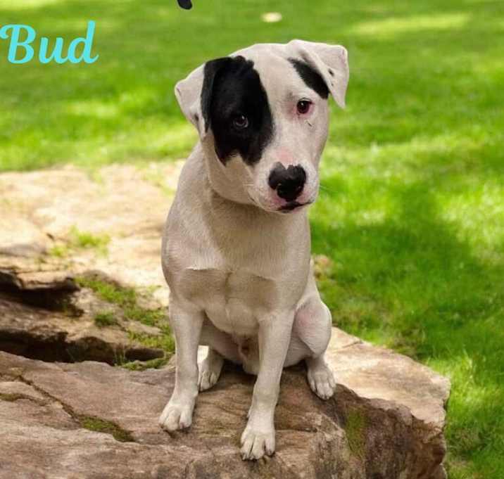 Photo of BUD