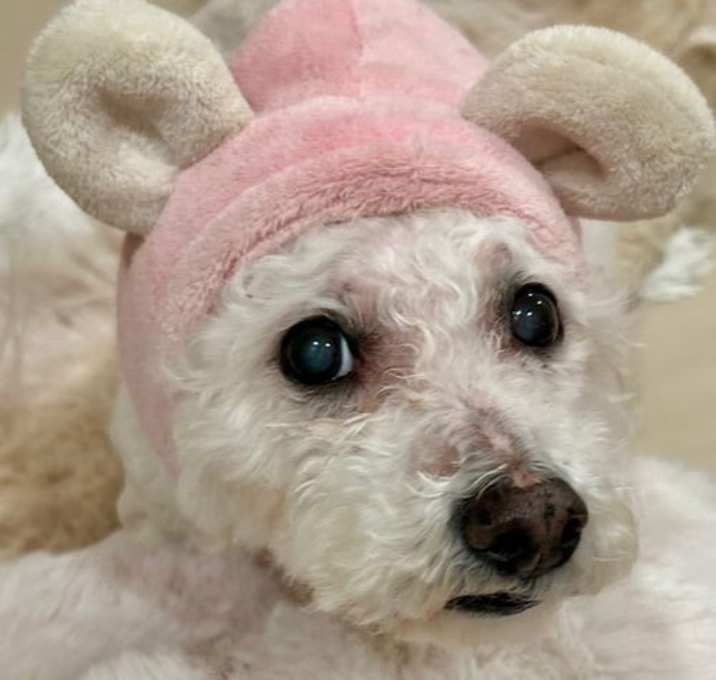 Photo of PRINCESS