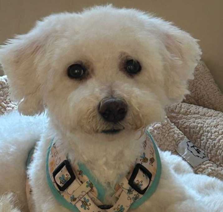 Photo of SNOWBALL