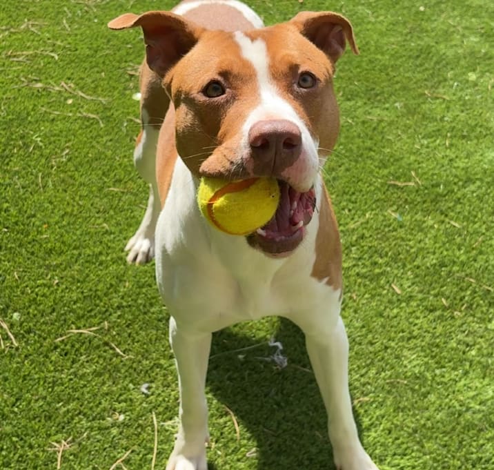 Photo of  Gracie