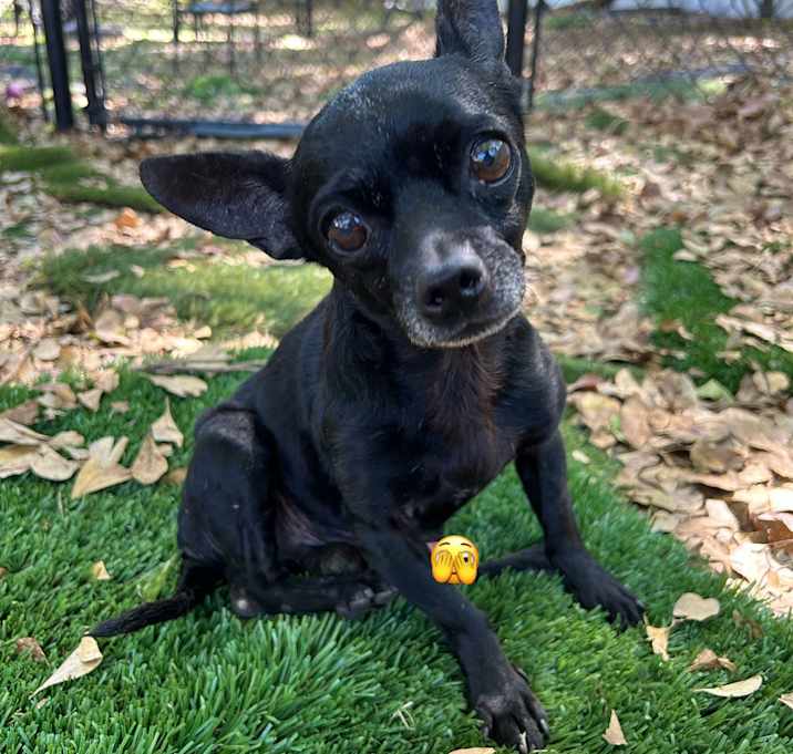 Photo of Gizmoe