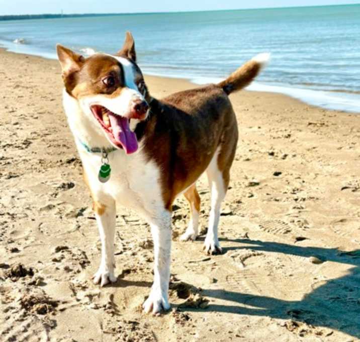 Photo of Taz