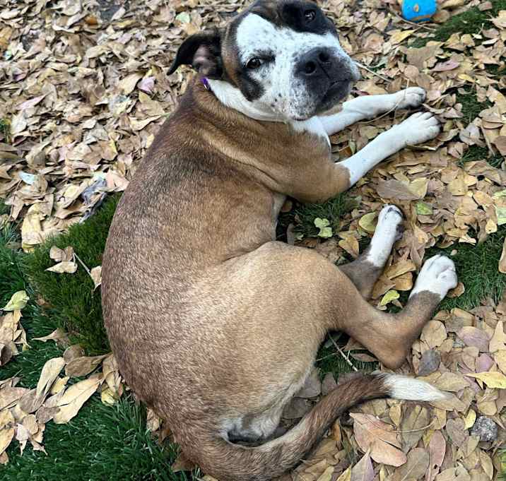 Photo of Pippy