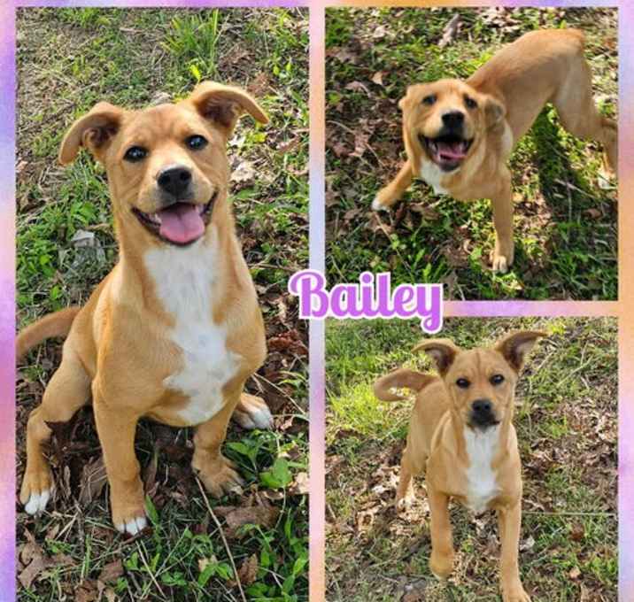 Photo of Bailey