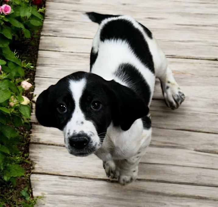 Photo of Amelia