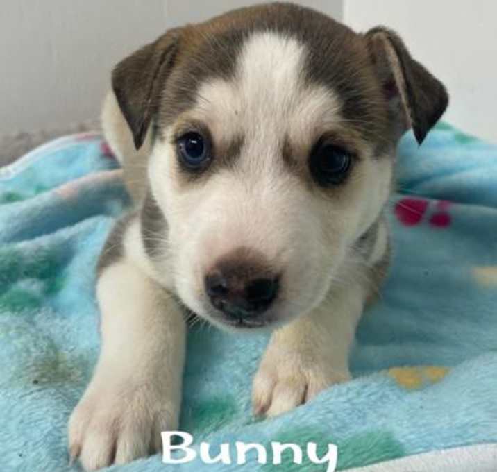 Photo of Bunny