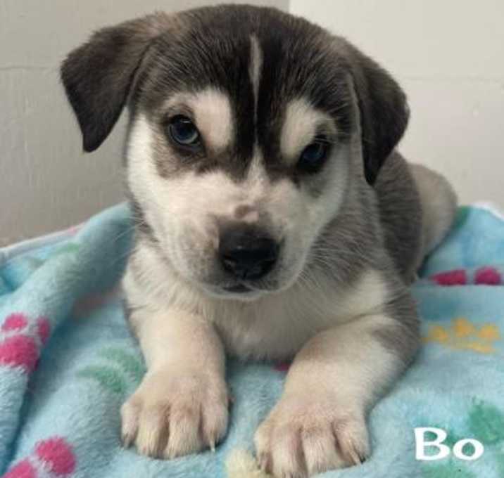 Photo of Bo