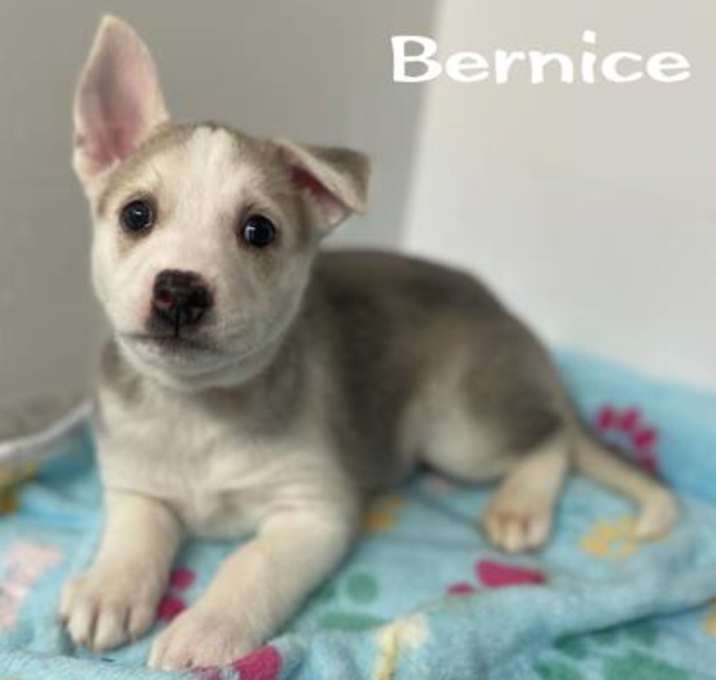 Photo of Bernice