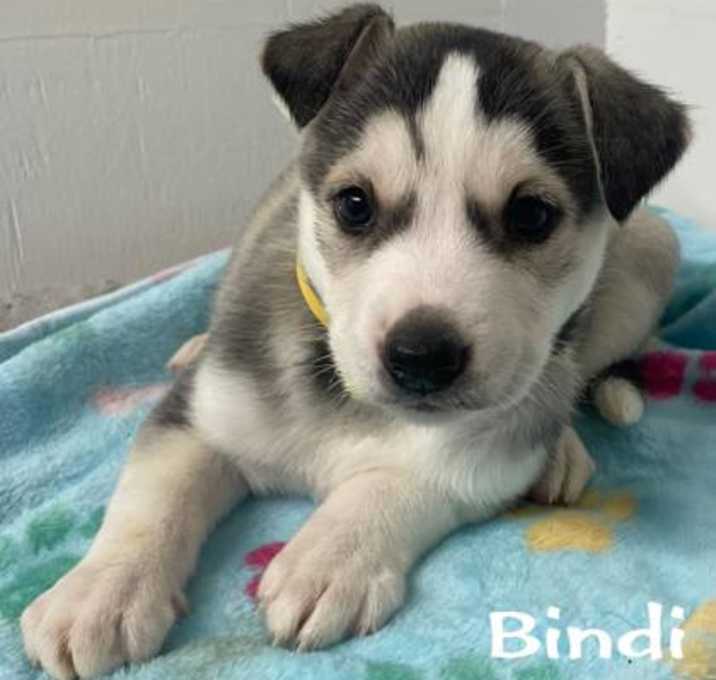 Photo of Bindi