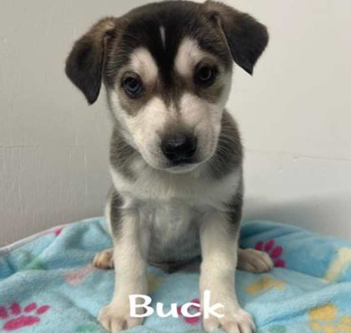 Photo of Buck