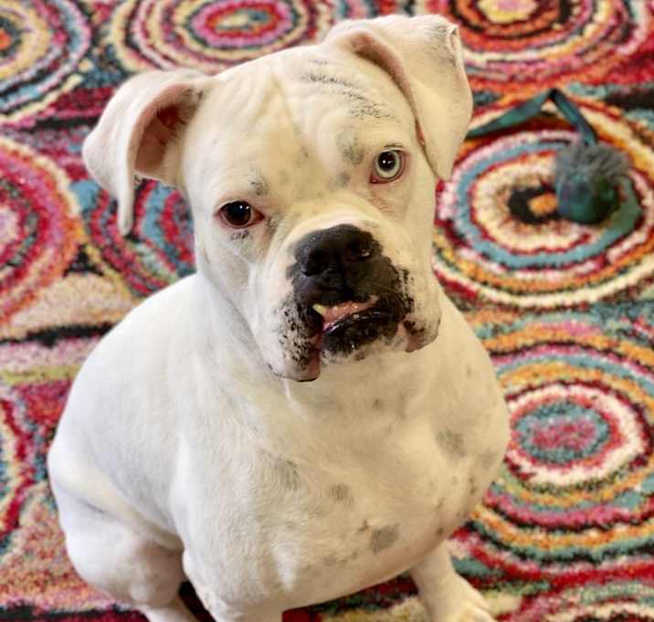 Photo of Hartman - Permanent Foster