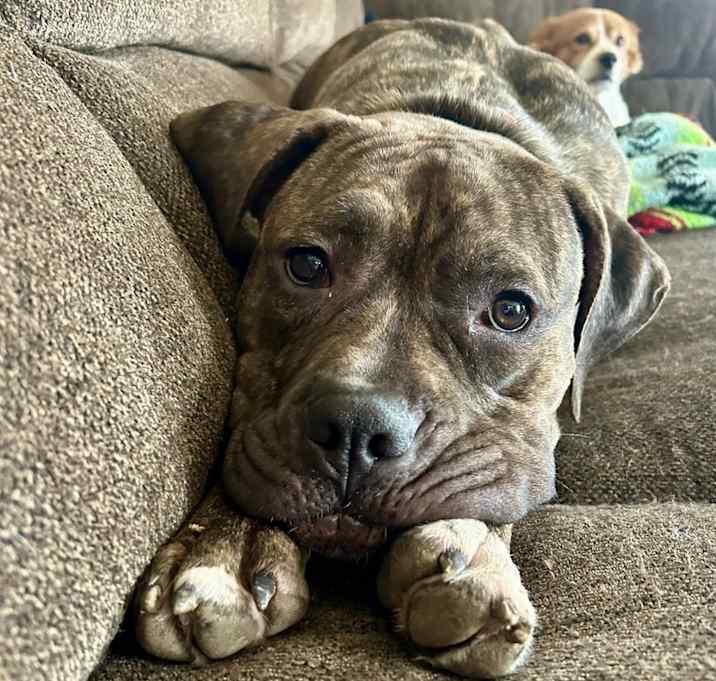 Photo of Nova
