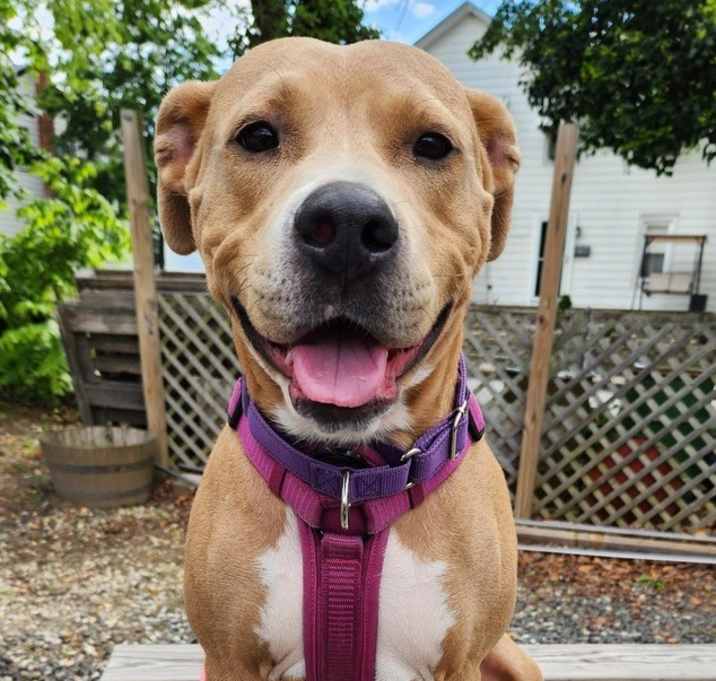 Photo of Goldie