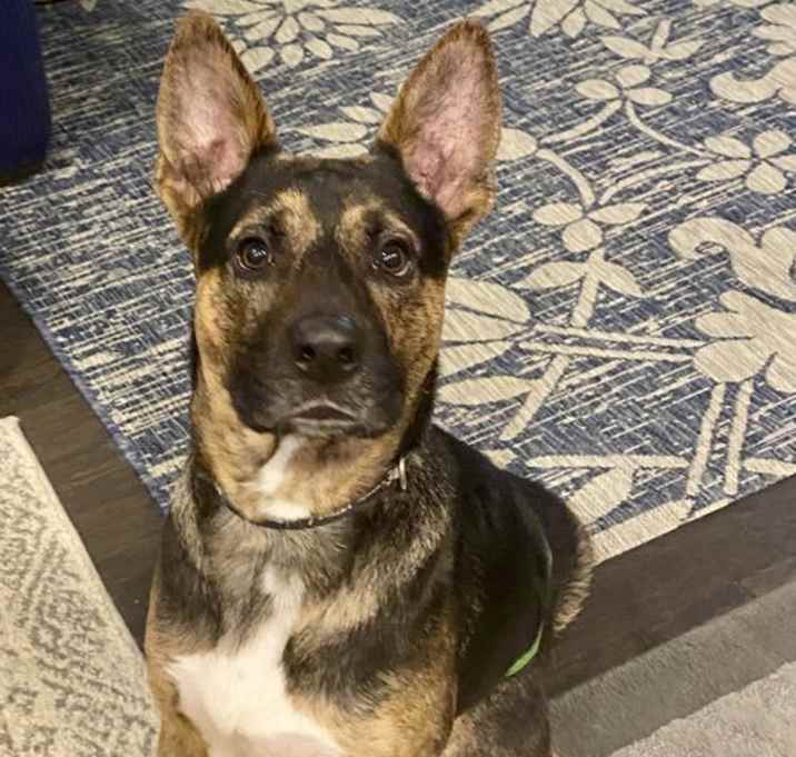 Photo of Rocky