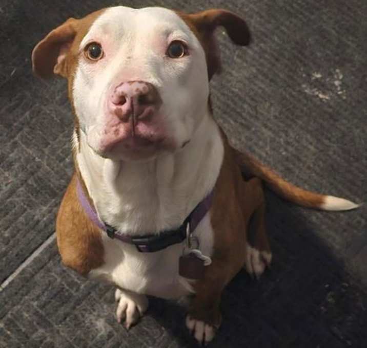 Photo of Zz Roxy - Courtesy
